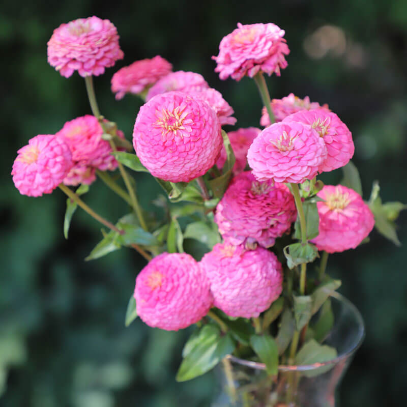 Zinnia Oklahoma Pink Seed – Harris Seeds