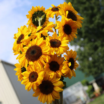 Sunflower ProCut Horizon F1 Seed