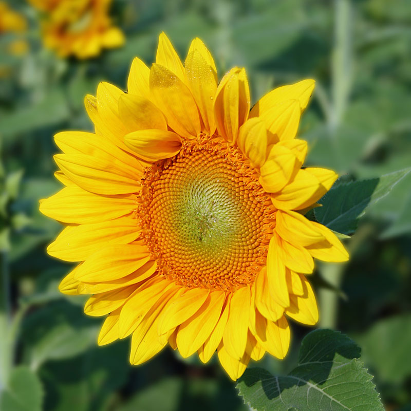Sunflower ProCut Gold Lite DMR F1 Seed