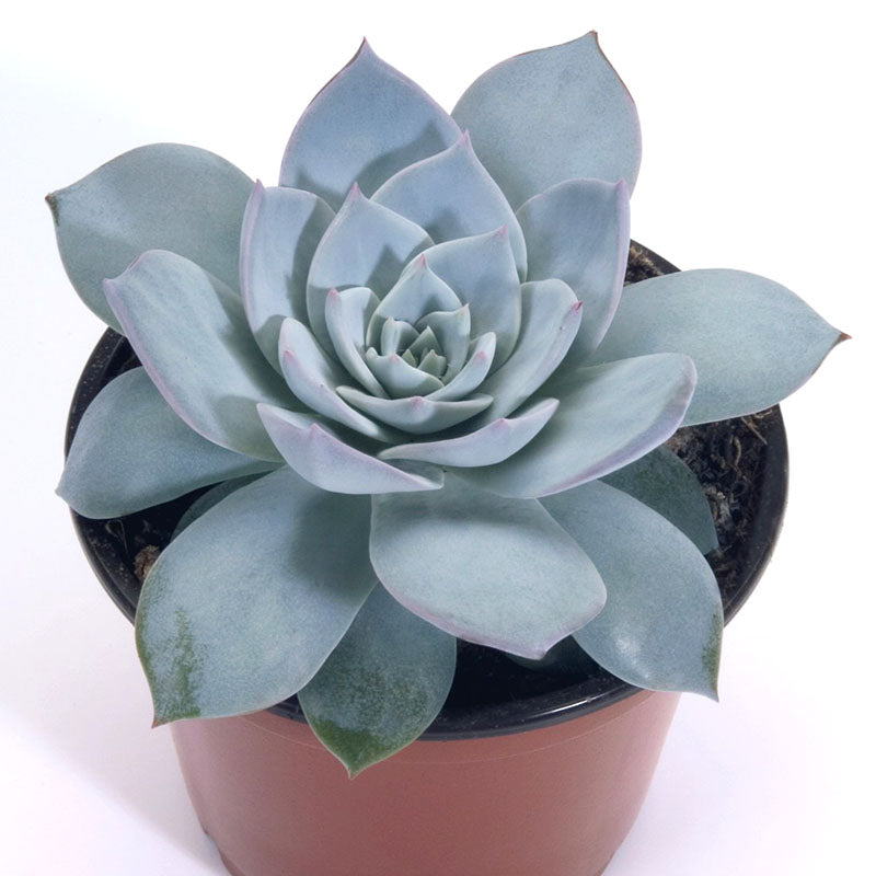 Echeveria Peacockii Urban Orange Seed – Harris Seeds