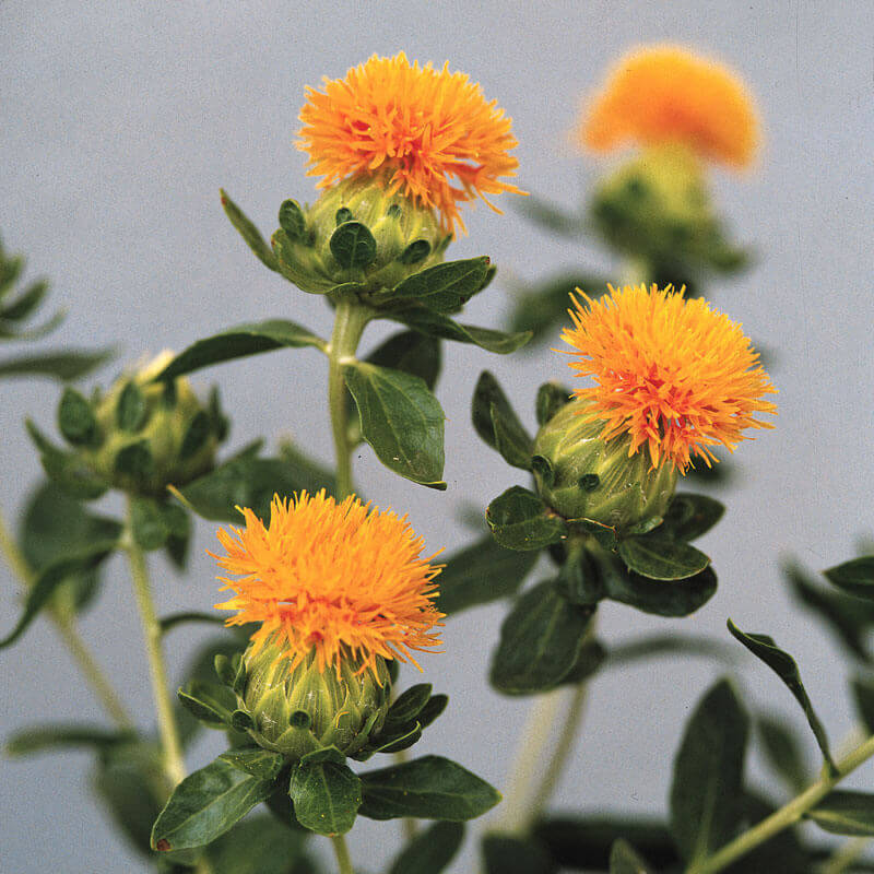 grenade herbicide Carthamus Grenade Orange Seed