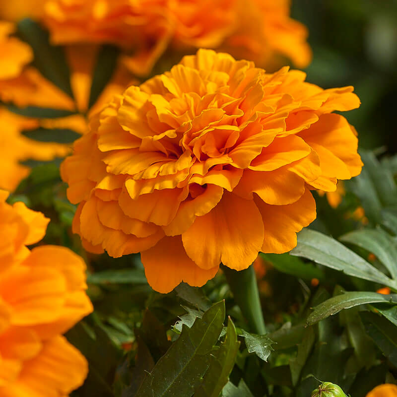 large marigold seeds Marigold Endurance Orange F1 Seed