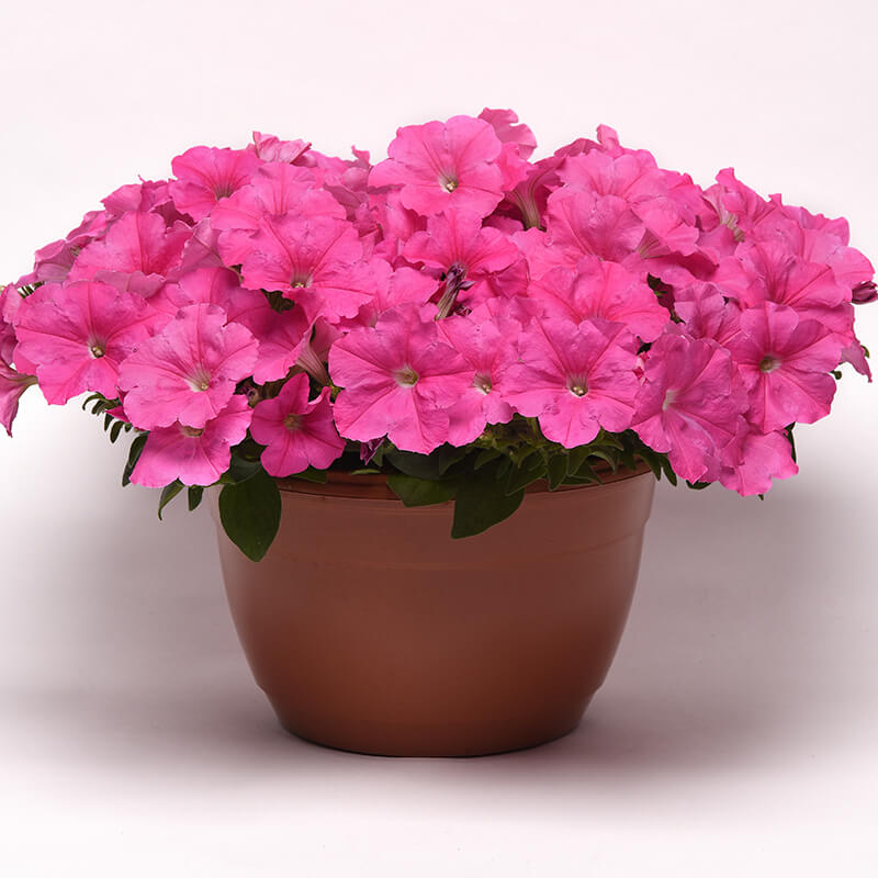 POWERS TO FLOWERS - EDERA, HOUTTUYNIA, 2PIANTE vaso 12cm, piante vere POWERS TO FLOWERS - EDERA, HOUTTUYNIA, 2PIANTE vaso 12cm, piante vere