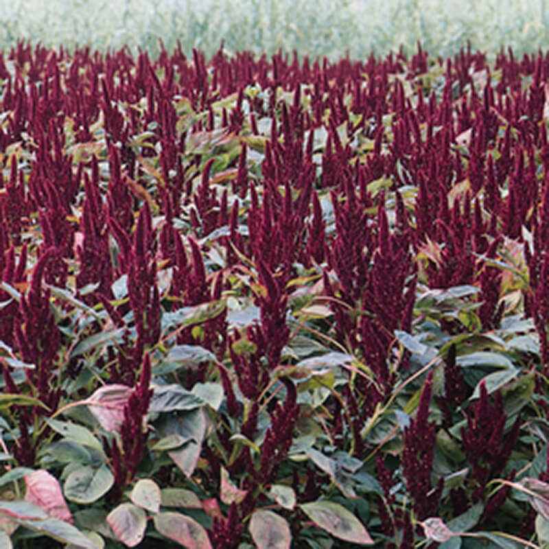 amaranth seeds planting Amaranthus Pygmy Torch Seed RAW / 250 seeds / UNTREATED