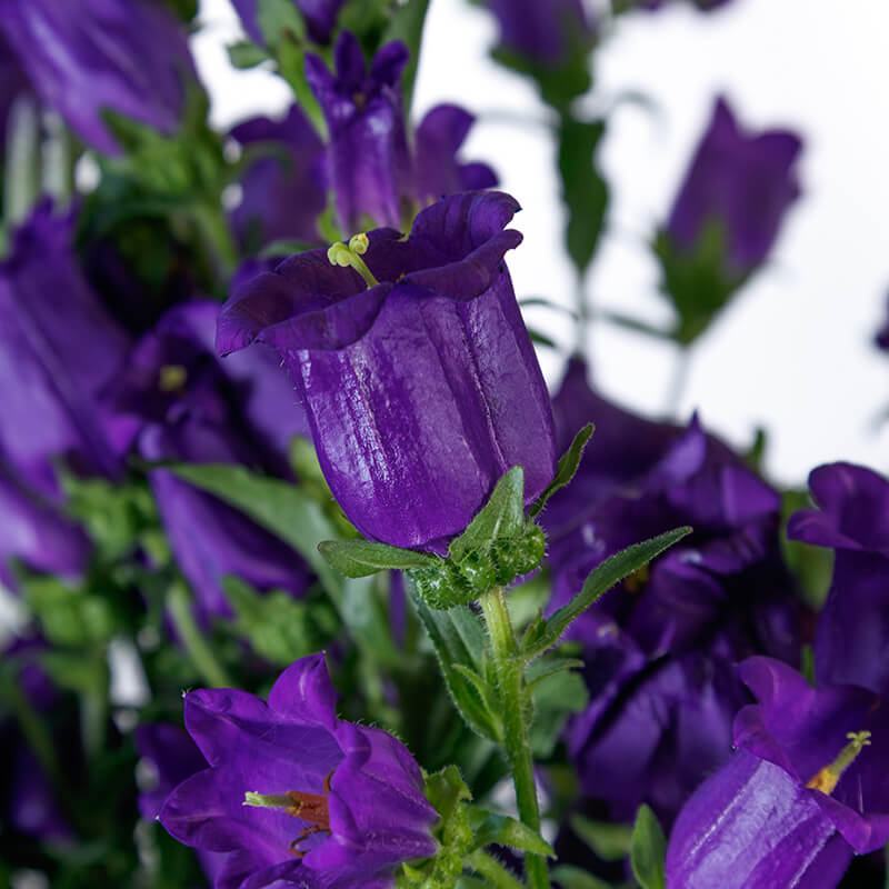 the champion flower seeds Campanula Champion 2 Deep Blue F1 Seed