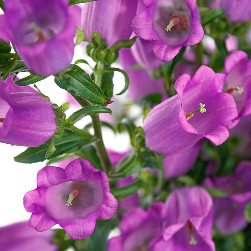 champion flower seed Campanula Champion 2 Lilac F1 Seed PELLETED / 100 seeds / UNTREATED