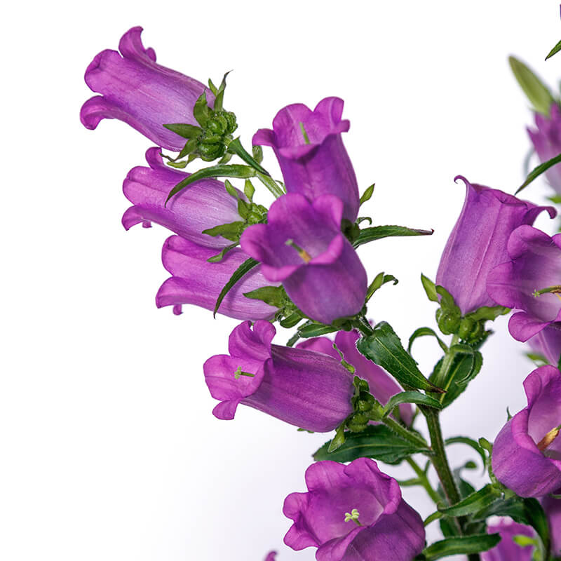 champion flower seed Campanula Champion 2 Lilac F1 Seed PELLETED / 100 seeds / UNTREATED
