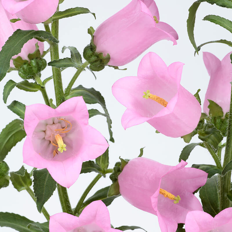 the champion flower seeds Campanula Champion 2 Pink F1 Seed