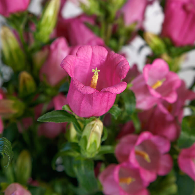 the champion flower seeds Campanula Champion 2 Rose F1 Seed