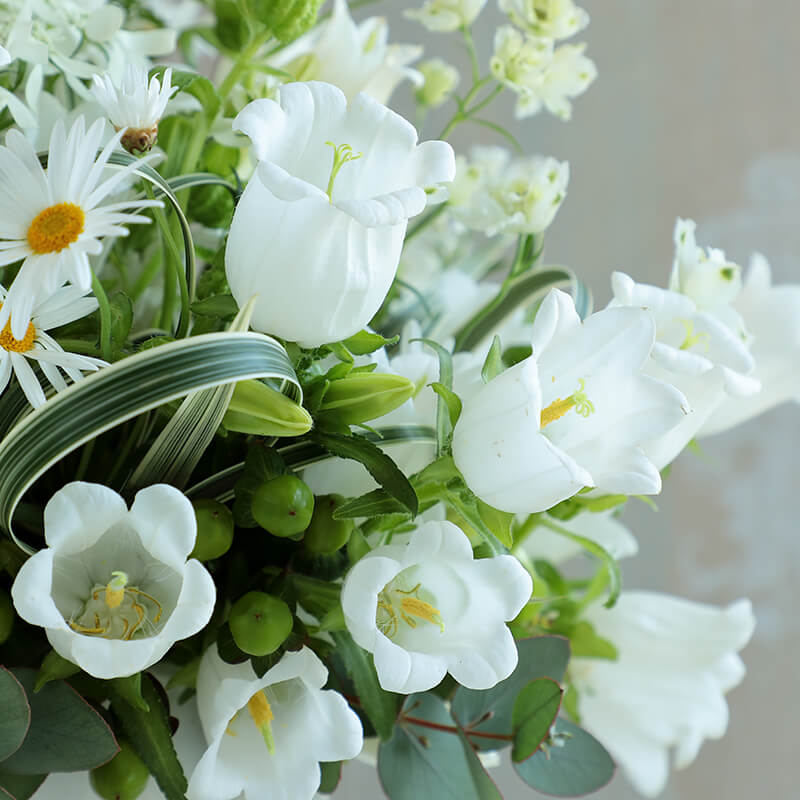 champion flower seed Campanula Champion 2 White F1 Seed PELLETED / 10 seeds / UNTREATED