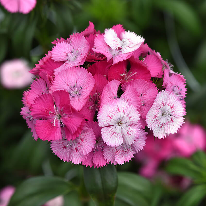 Dianthus Sweet Rose Magic F1 Seed – Harris Seeds