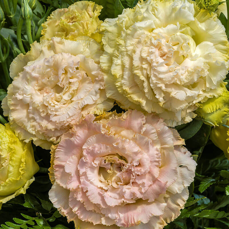 わー アンソニーキャセイ ゴールデンテイルII ラッセン Lisianthus Voyage 2 Champagne F1 Seed – Harris Seeds