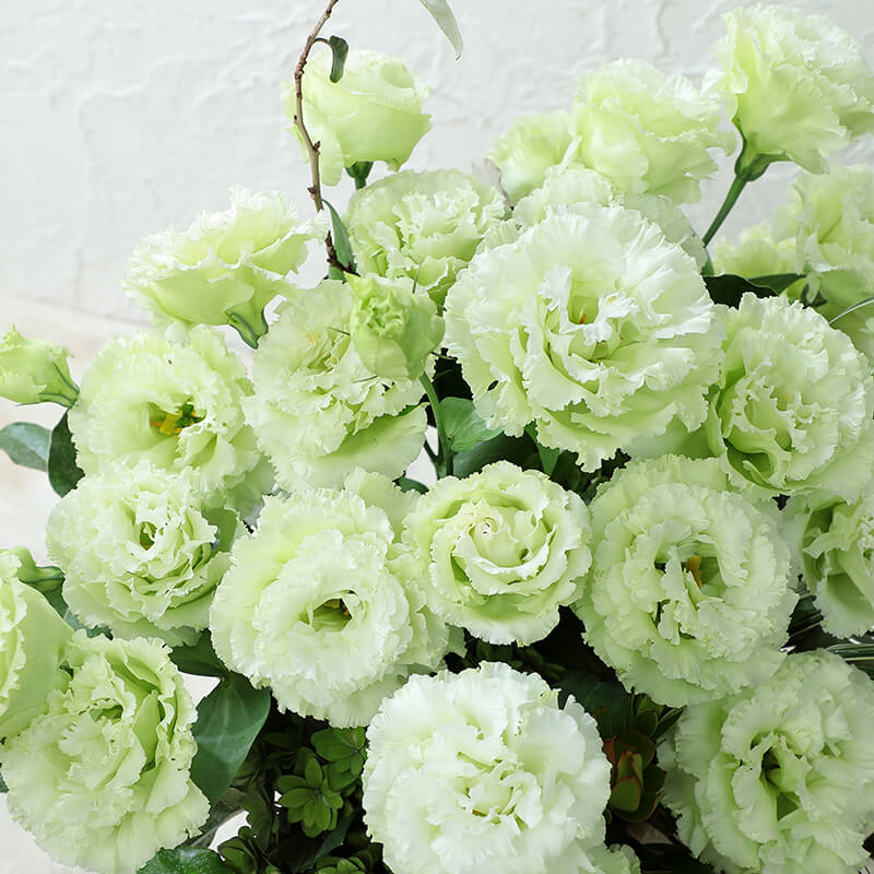 plant with 2 seed leaves Lisianthus Voyage 2 Green F1 Seed