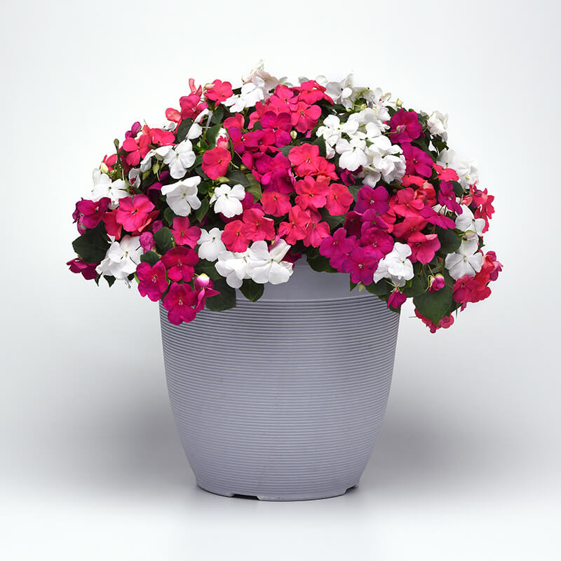 beacon herbicide for sale Impatiens Beacon Portland Mix Improved F1 Seed