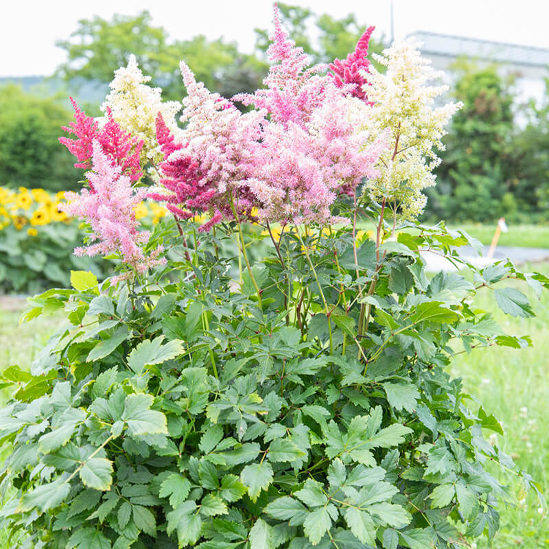 astilbe plant fertilizer Astilbe Rhapsody F1 Seed