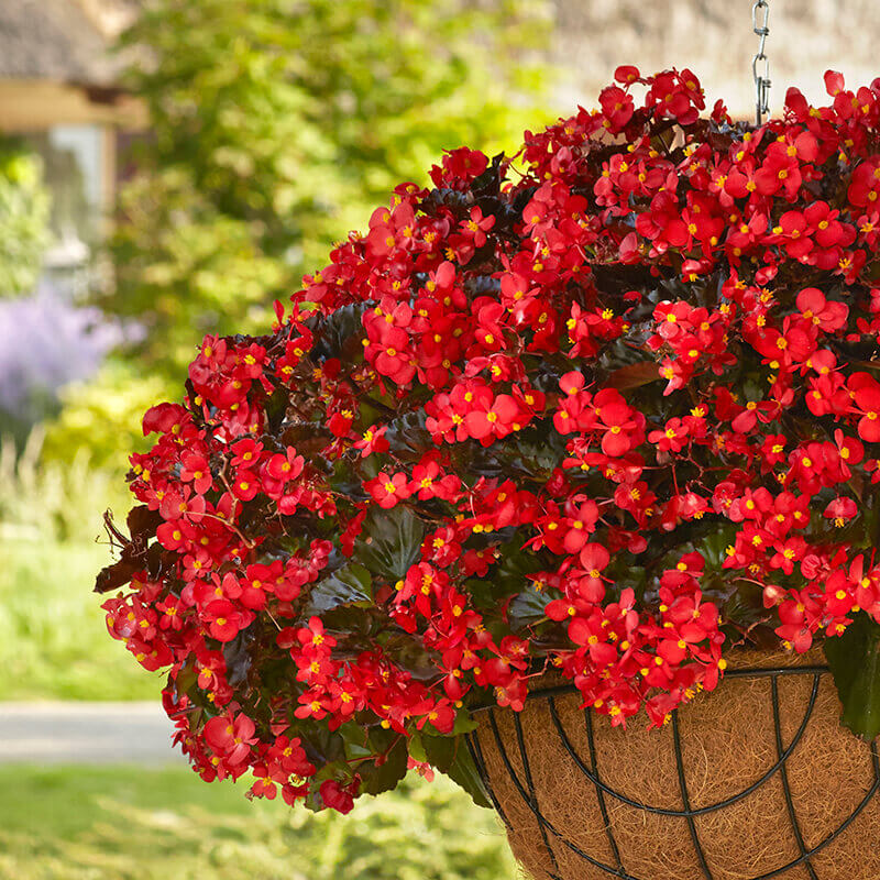 hanging begonia plants for sale Begonia Hula Red F1 Seed