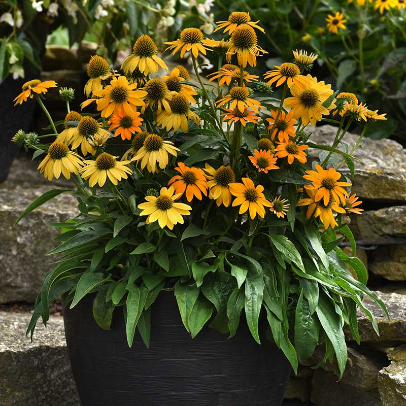 Echinacea Artisan Yellow Ombre F1 Seed RAW / 25 seeds / UNTREATED