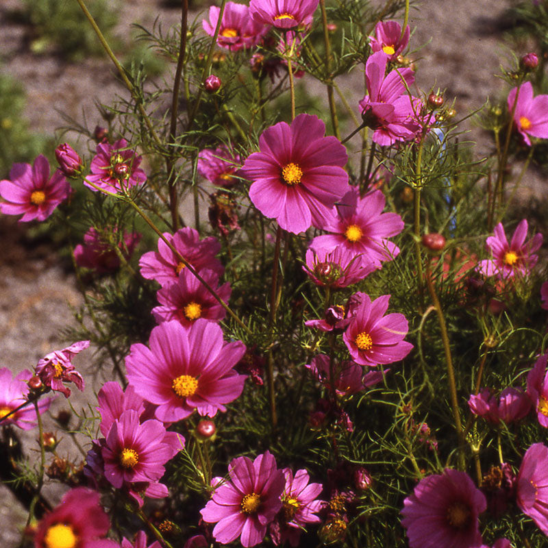 Cosmos Versailles Dark Rose Seed Harris Seeds