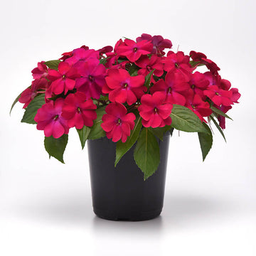 Impatiens Solarscape Magenta Bliss F1 Seed