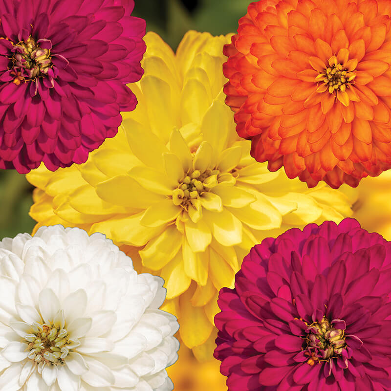 Zinnia Zydeco Mix Seed – Harris Seeds