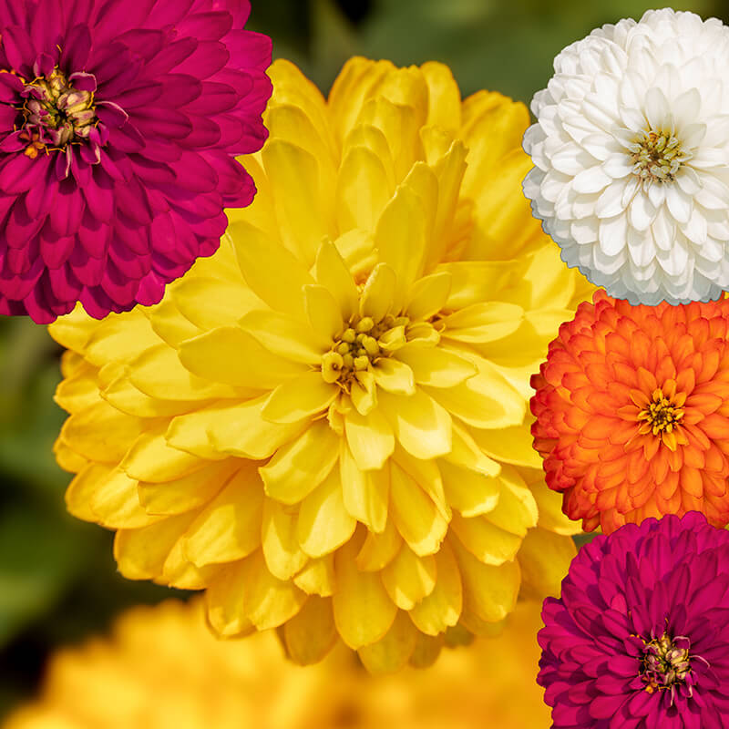 Zinnia Zydeco Mix Seed – Harris Seeds