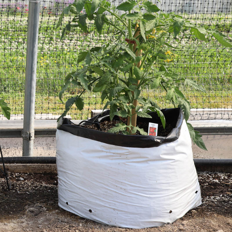 What can you grow with a 10-gallon grow bag?
