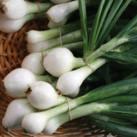 Onion Sets - White Ebenezer