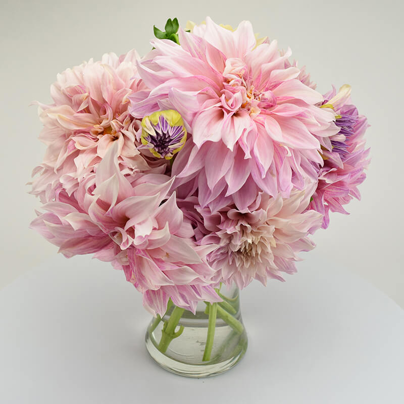 cafe au lait dahlia seeds Dahlia Cafe Au Lait Tubers