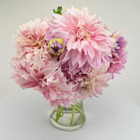 Dahlia Cafe Au Lait Tubers