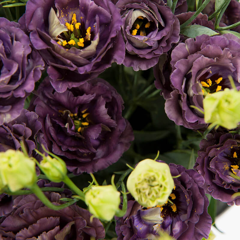 black pearl rose seeds Lisianthus Rosanne 1 Black Pearl Seed