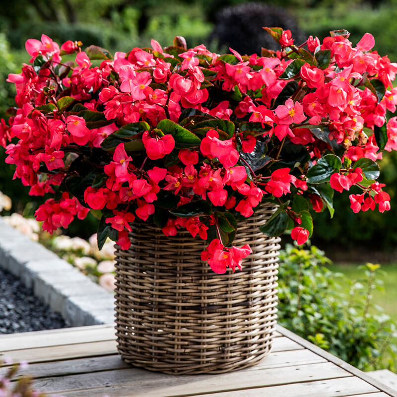 Begonia Viking Explorer Green Leaf Rose F1 Seed – Harris Seeds