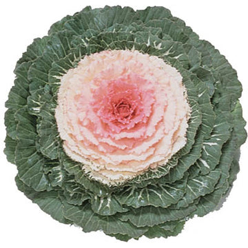 Ornamental Kale Pigeon Pink F1 Seed