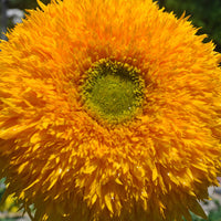 Sunflower Teddy Bear Seed