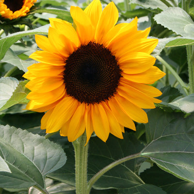 Sunflower ProCut Orange F1 Seed