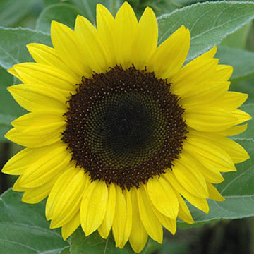 Sunflower Sunrich Summer Lemon F1 Seed