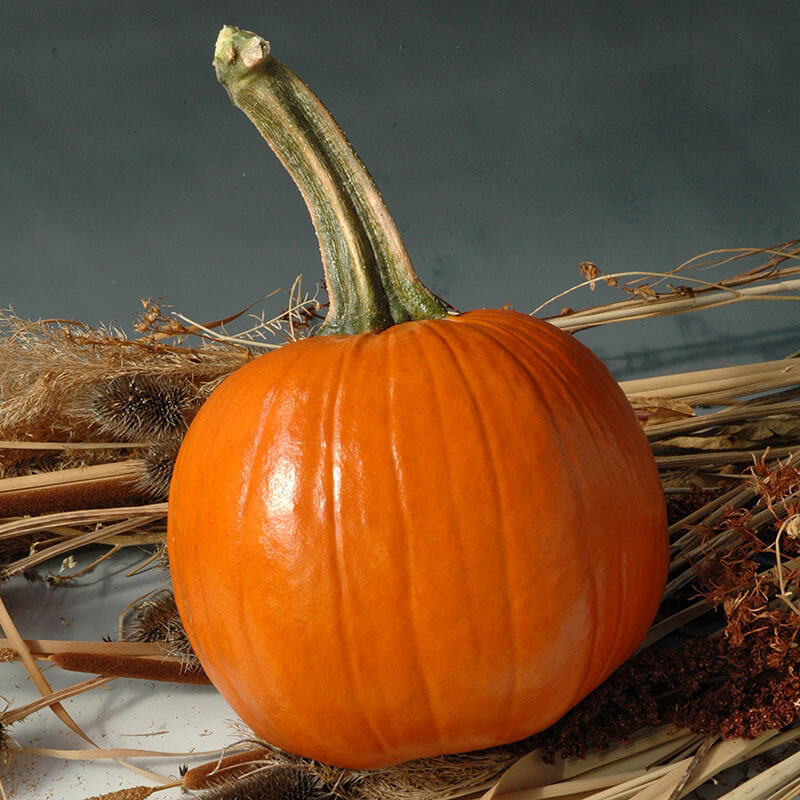 Pumpkin Early Abundance F1 Seed – Harris Seeds