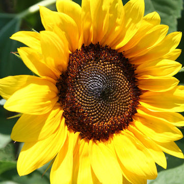Sunflower ProCut Brilliance F1 Seed