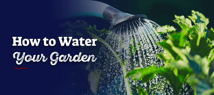 How to Water Your Garden