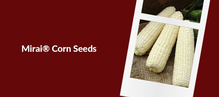 Mirai® Sweet Corn Seeds