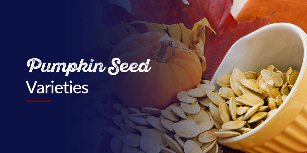 How to Choose the Best Pumpkin Seed Varieties