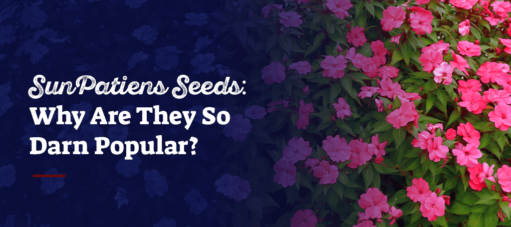 SunPatiens® – Why Are They So Darn Popular?