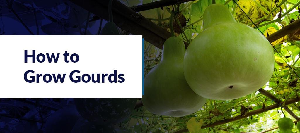 How to Grow Gourds