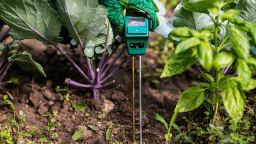 How to Perform a Soil Test at Home