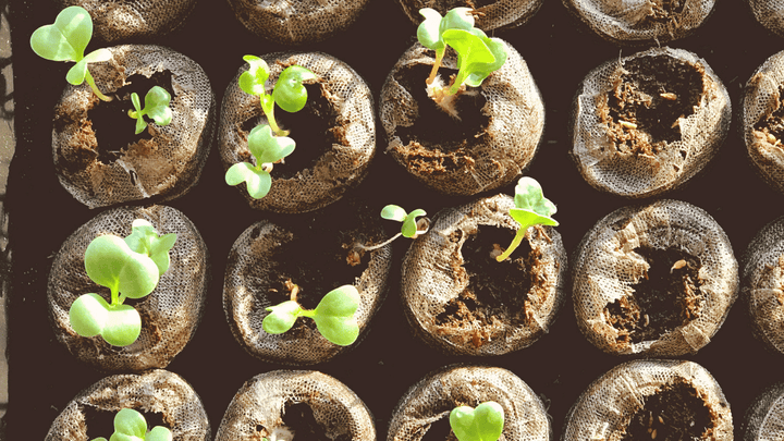 How to Take Care of Your Seeds and Seedlings