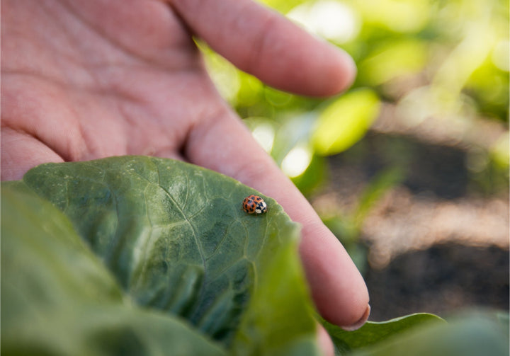 Nature’s Pest Patrol - A Guide to Beneficial Insects