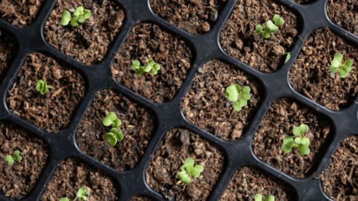 Overhead view of young seedling sprouting from soil demonstrating early development stage for comparing direct sow versus transplanting methods