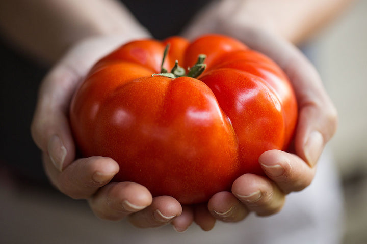 How To Plant, Grow & Harvest Tomatoes