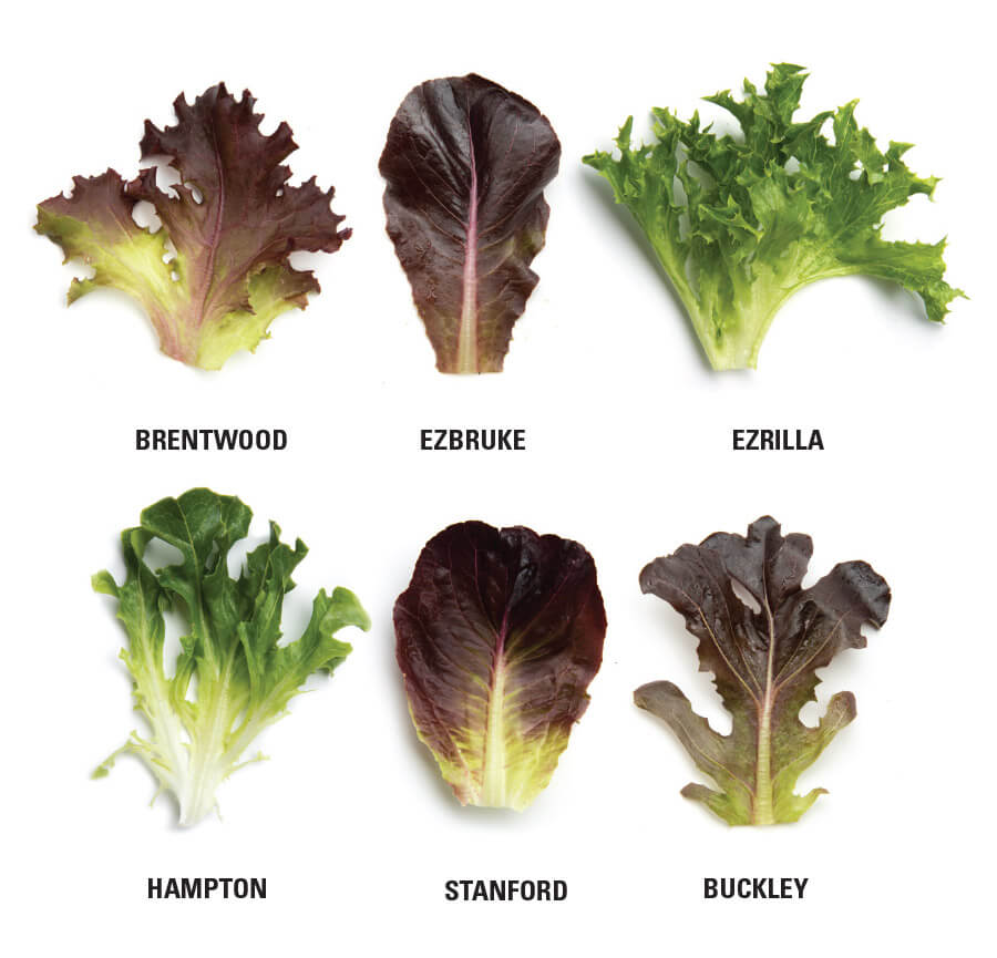 Vegetable Masterclass: Eazyleaf® Lettuce