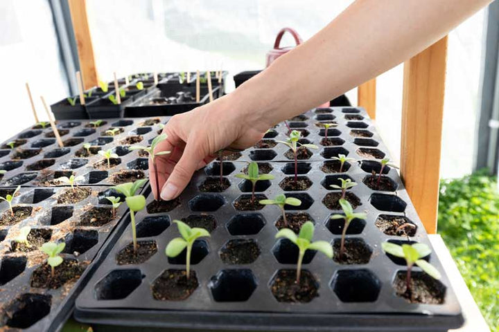 Troubleshooting Seedling Problems