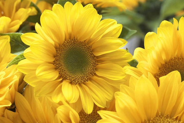 Comprehensive Guide to Sunflower Sales